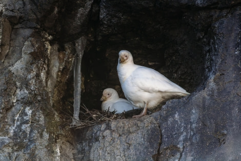 At the Nest Hole