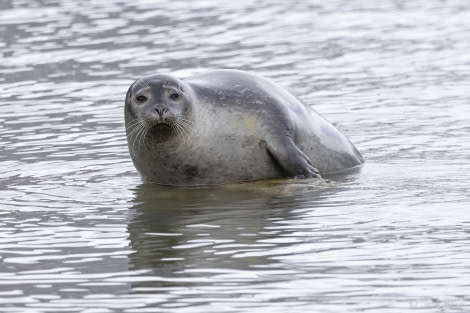 OTL03-24, Day 2, Harbour seal 1-2 © Sara Jenner - Oceanwide Expeditions.jpg
