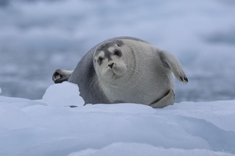 OTL03-24, Day 3, Beared seal 2 © Sara Jenner - Oceanwide Expeditions.jpg