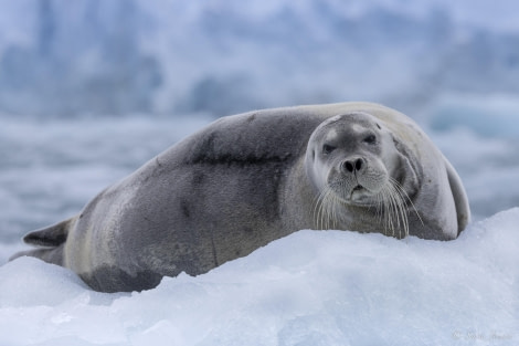 OTL03-24, Day 3, Beared seal 4 © Sara Jenner - Oceanwide Expeditions.jpg