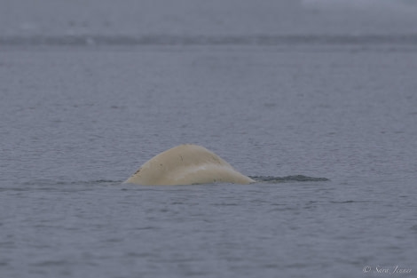 OTL03-24, Day 3, Beluga 2 © Sara Jenner - Oceanwide Expeditions.jpg