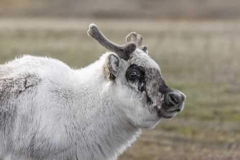 OTL03-24, Day 3, Reindeer 1 © Sara Jenner - Oceanwide Expeditions.jpg