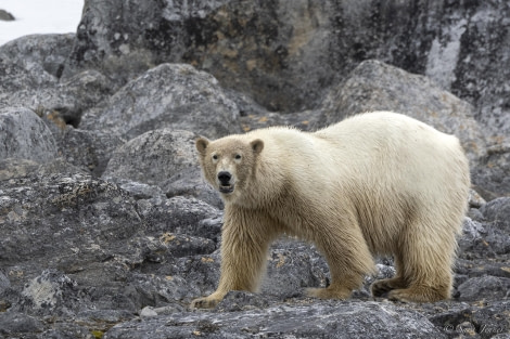 OTL03-24, Day 6, Polar bear 1 © Sara Jenner - Oceanwide Expeditions.jpg