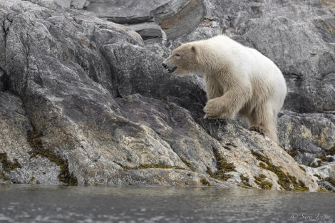 OTL03-24, Day 6, Polar bear 2 © Sara Jenner - Oceanwide Expeditions.jpg