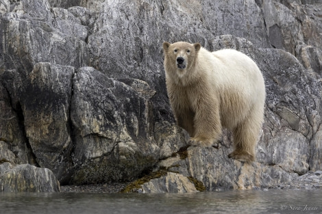 OTL03-24, Day 6, Polar bear 5 © Sara Jenner - Oceanwide Expeditions.jpg