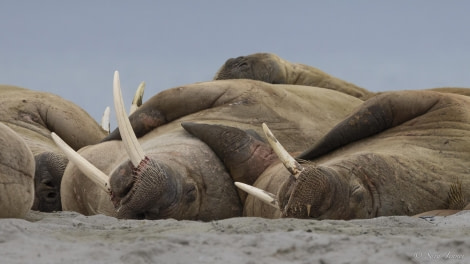 OTL03-24, Day 6, Walrus 2 © Sara Jenner - Oceanwide Expeditions.jpg