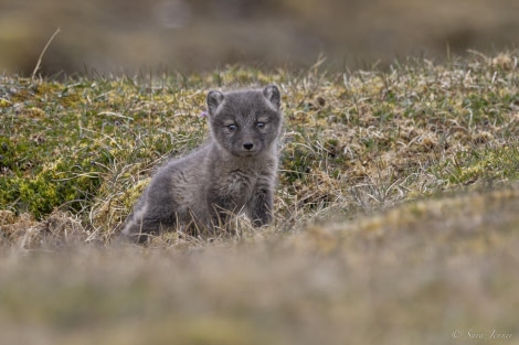 OTL03-24, Day 7, Arctic fox © Sara Jenner - Oceanwide Expeditions.jpg