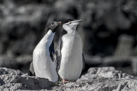 The Gourdin Island Twins