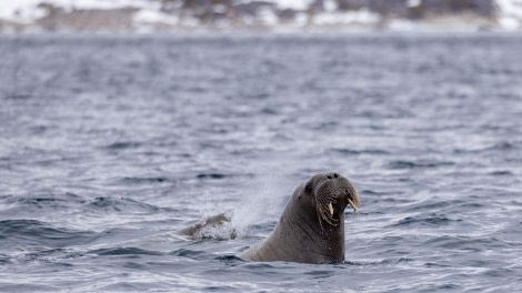 HDS05-24, Day 4, 4Q9A8638 © Katlyn Taylor - Oceanwide Expeditions.jpg