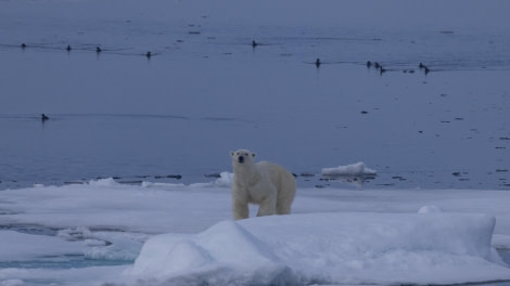 HDS05-24, Day 5, 4Q9A8904 © Katlyn Taylor - Oceanwide Expeditions.jpeg