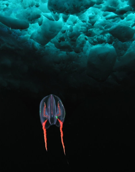 Arctic Comb Jelly © Jonas Thormar - Oceanwide Expeditions (1).jpg