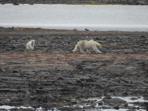 PLA06-24, Day 8, July 24 Svalbard © Unknown photographer - Oceanwide Expeditions.JPG