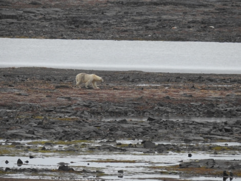 PLA06-24, Day 8, July 24 Svalbard 1 © Unknown photographer - Oceanwide Expeditions.JPG