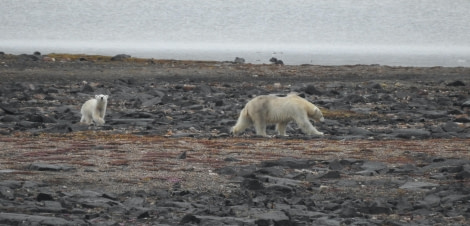 PLA06-24, Day 8, July 24 Svalbard copy © Unknown photographer - Oceanwide Expeditions.JPG