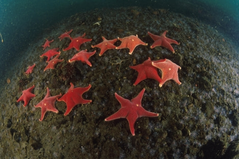 Starfish © Franco Banfi - Oceanwide Expeditions (1).jpg