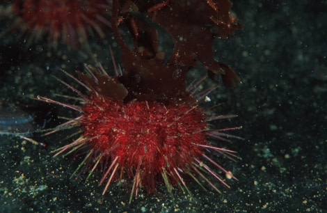 Sea urchin © Franco Banfi - Oceanwide Expeditions.jpg