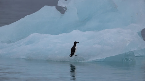 HDS07-24, Day 3, 4Q9A2379 © Katlyn Taylor - Oceanwide Expeditions.jpeg