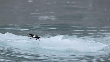 HDS07-24, Day 3, 4Q9A2531 © Katlyn Taylor - Oceanwide Expeditions.jpeg