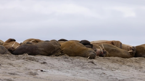 HDS07-24, Day 3, 4Q9A2560 © Katlyn Taylor - Oceanwide Expeditions.jpeg