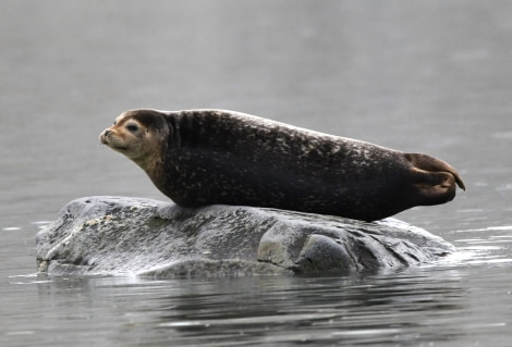 HDS07-24, Day 3, Harbour seal © Unknown photographer - Oceanwide Expeditions.JPG