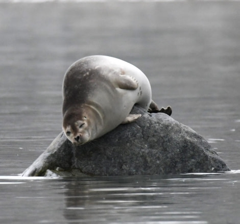 HDS07-24, Day 3, Harbour seal resting © Unknown photographer - Oceanwide Expeditions.JPG
