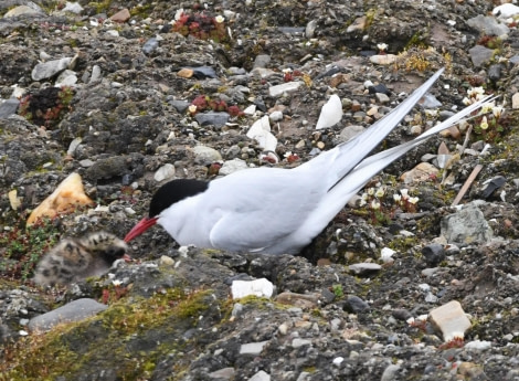 HDS07-24, Day 3, Tern and chick © Unknown photographer - Oceanwide Expeditions.JPG