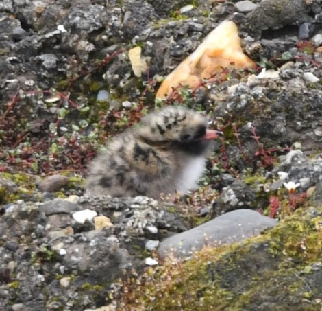 HDS07-24, Day 3, Tern chick © Unknown photographer - Oceanwide Expeditions.JPG