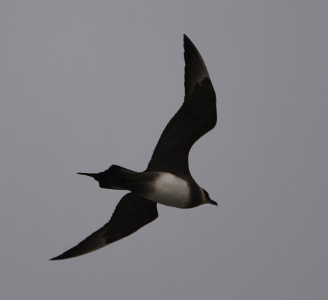 HDS07-24, Day 4, Skua flying © Unknown photographer - Oceanwide Expeditions.JPG