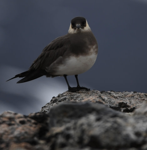 HDS07-24, Day 4, Skua11 © Unknown photographer - Oceanwide Expeditions.JPG