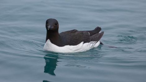 HDS07-24, Day 6, 4Q9A2741 © Katlyn Taylor - Oceanwide Expeditions.jpeg