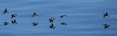 HDS07-24, Day 6, Brünnichs guillemots4 © Jens Binderup - Oceanwide Expeditions.JPG