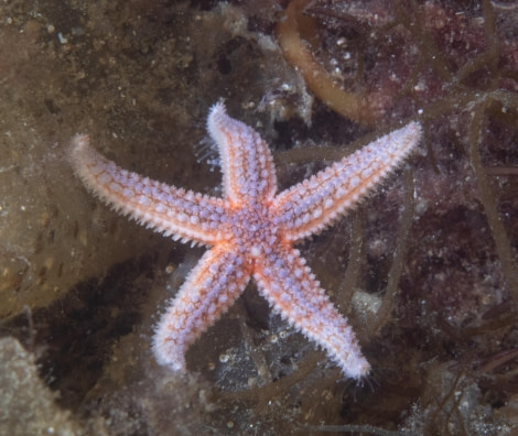 Scuba_Svalbard-2022_open star © Jim van Gogh - Oceanwide Expeditions.jpg