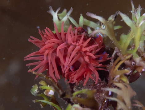 Scuba_Svalbard-2022_nudibranch © Jim van Gogh - Oceanwide Expeditions.jpg