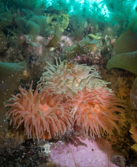 Scuba_Greenland-2017_Anemones © Jim van Gogh - Oceanwide Expeditions.jpg