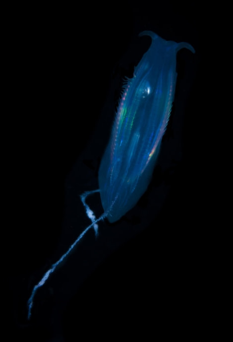 Scuba_Antarctica-2016_Good Comb Jelly © Jim van Gogh - Oceanwide Expeditions.jpg