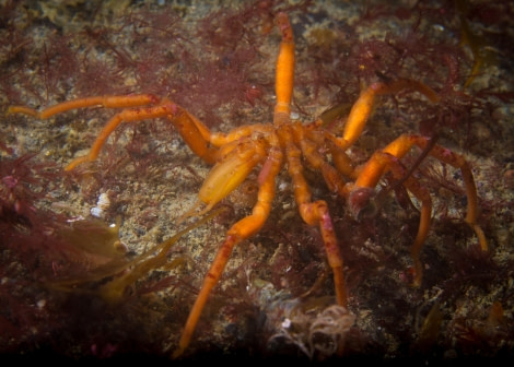 Scuba_Antarctica-2016_Good Sea Spider © Jim van Gogh - Oceanwide Expeditions.jpg