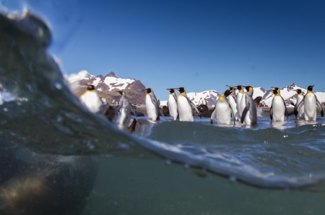 Scuba_Antarctica-2016_Penguin half under © Jim van Gogh - Oceanwide Expeditions.jpg