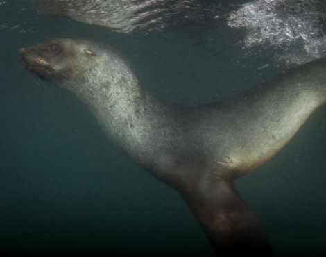 Scuba_Antarctica-2016_Seal Back 2 © Jim van Gogh - Oceanwide Expeditions.jpg