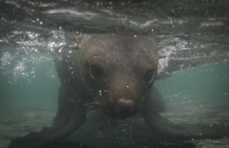 Scuba_Antarctica-2016_Seal closeup © Jim van Gogh - Oceanwide Expeditions.jpg