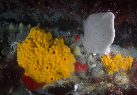 Scuba_Antarctica-2016_Sponges © Jim van Gogh - Oceanwide Expeditions.jpg