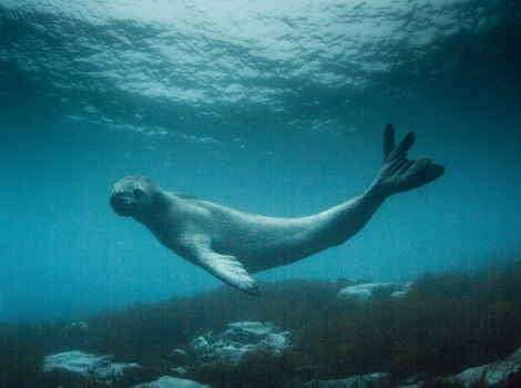 Scuba_Antarctica-2016_1st Leopard 2 © Jim van Gogh - Oceanwide Expeditions.jpg