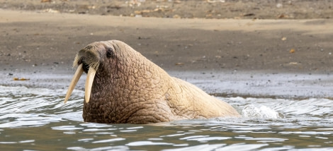 Walrus wallowing