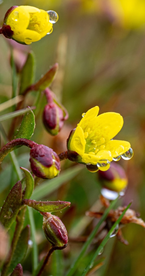 Morning dew