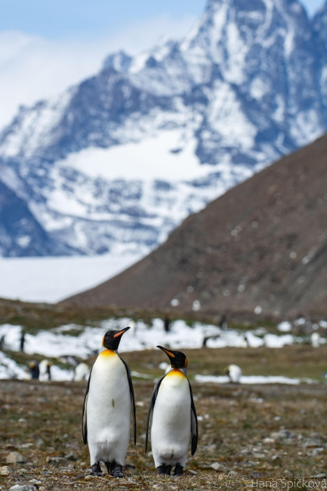 OTL25-25, Day 9, _DSC3901 © Hana Spickova - Oceanwide Expeditions.jpeg OTL25-25, Day 9, _DSC3901 © Hana Spickova - Oceanwide Expeditions.jpeg