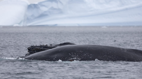 OTL28-25, Day 6, Humpback 1 © Sara Jenner - Oceanwide Expeditions.jpg OTL28-25, Day 6, Humpback 1 © Sara Jenner - Oceanwide Expeditions.jpg