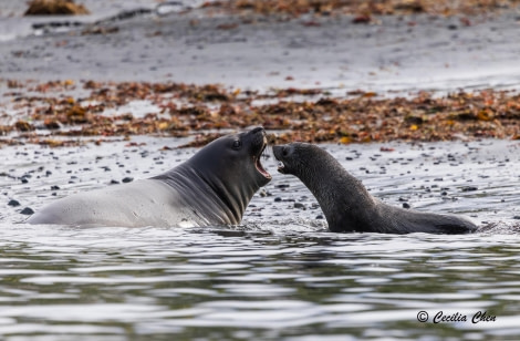 Elephant Seal vs Antarctic Fur Seal Elephant Seal vs Antarctic Fur Seal