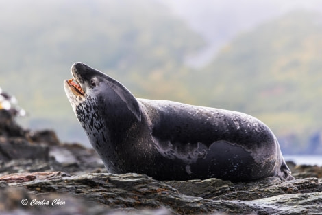 Leopard Seal Leopard Seal