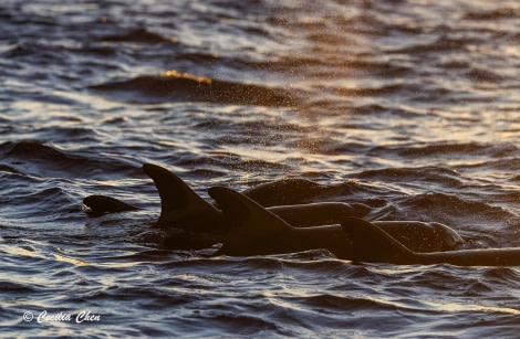 Rough-toothed Dolphin under sunset Rough-toothed Dolphin under sunset