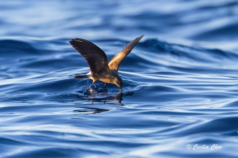 Band-rumpted Storm Petrel Dancing Band-rumpted Storm Petrel Dancing