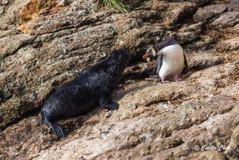 Northern Rockhooper & Subantarctic Fur Seal Northern Rockhooper & Subantarctic Fur Seal